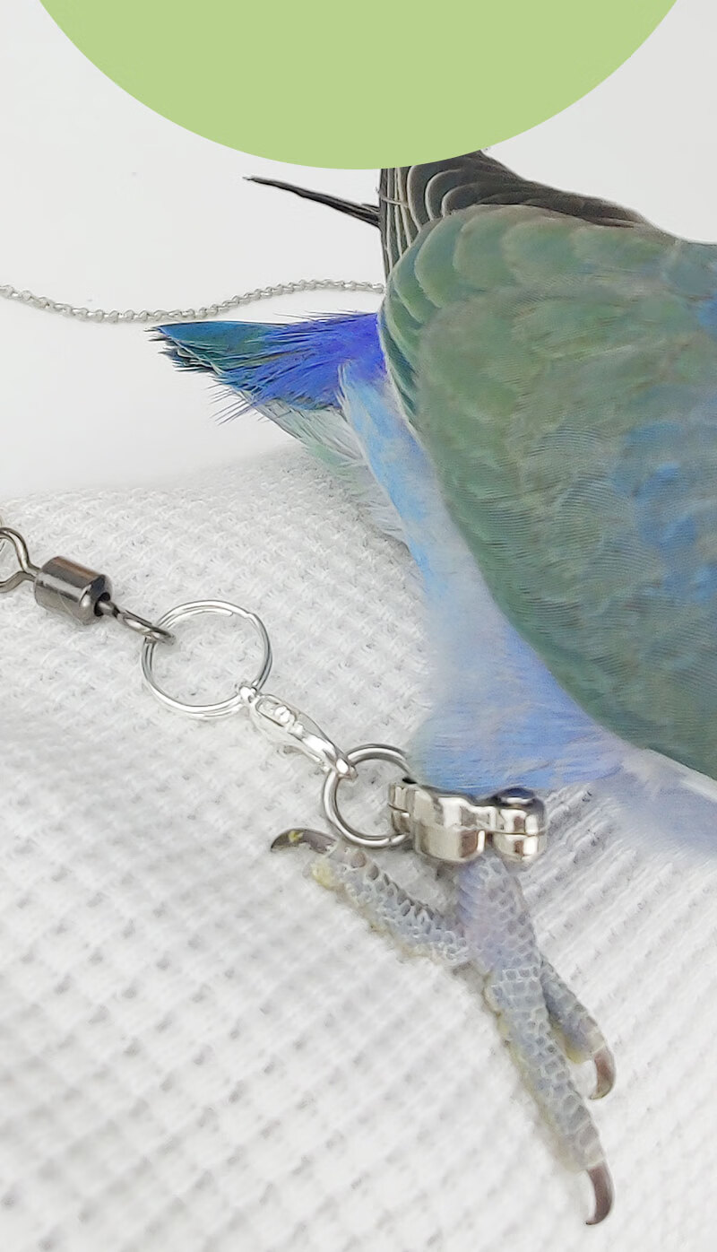 不锈钢鹦鹉脚链虎皮牡丹玄凤八哥开口足环栓鸟遛鸟放飞行牵引绳子 10