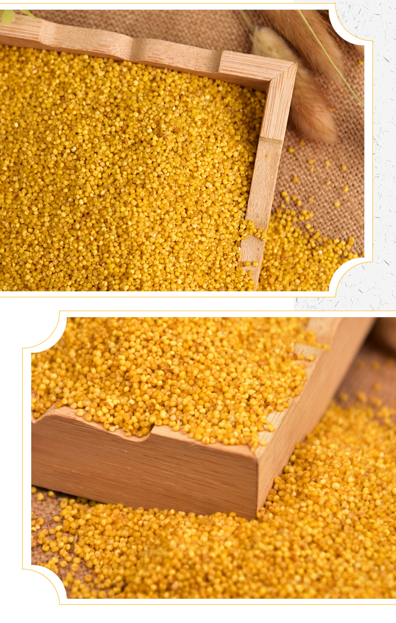 相比山西小米,陕西小米颜色比较深,呈现暗黄色,并非陈米!