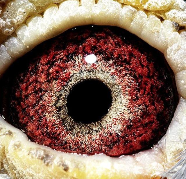 鸽眼放大镜500倍600倍鸽眼拍照设备高清信鸽用品用具鸽子拍摄神器150