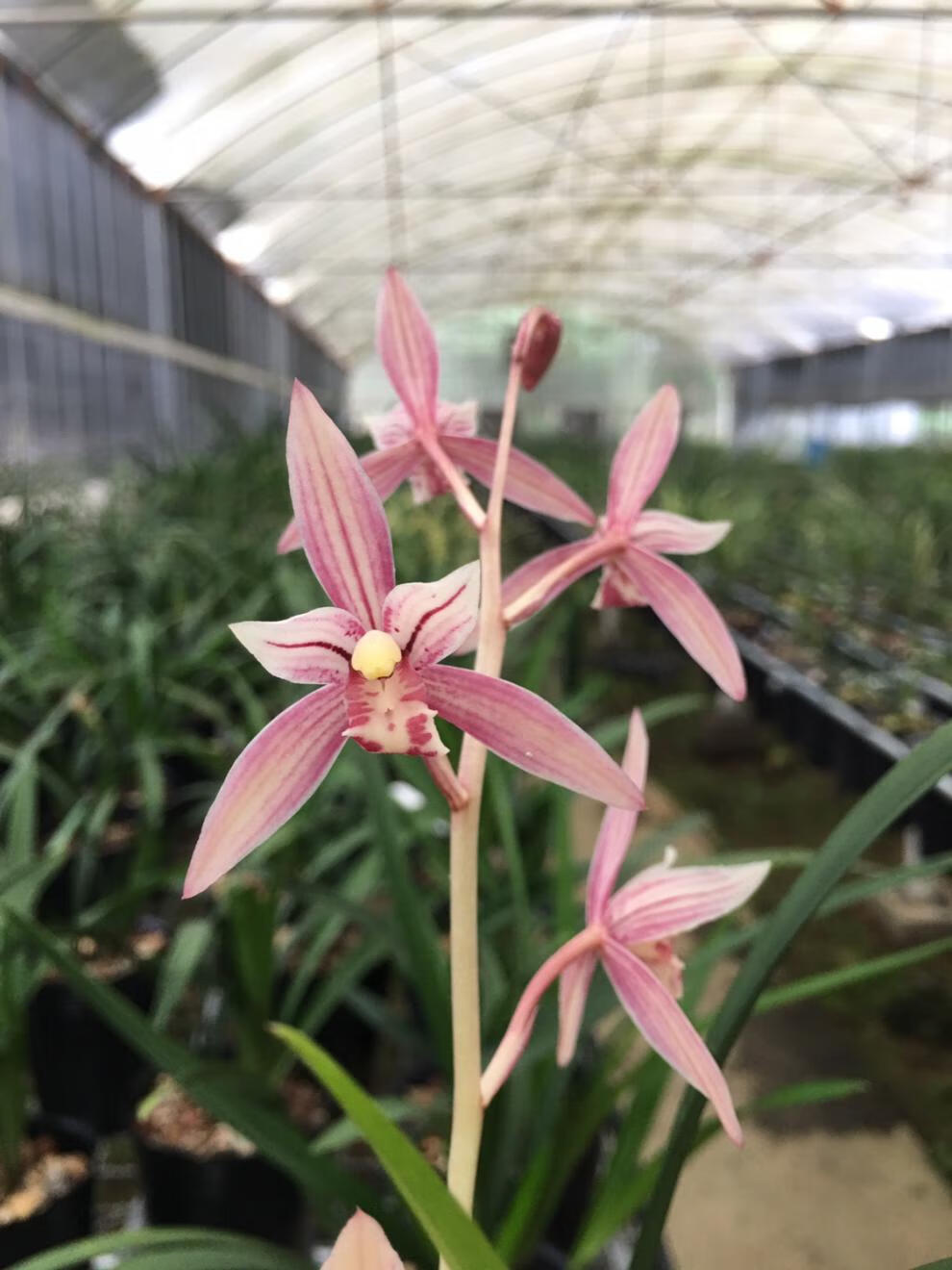 全部带花苞发货 老种 建兰铭品市长红兰花苗四季兰红花夏季带花苞植物