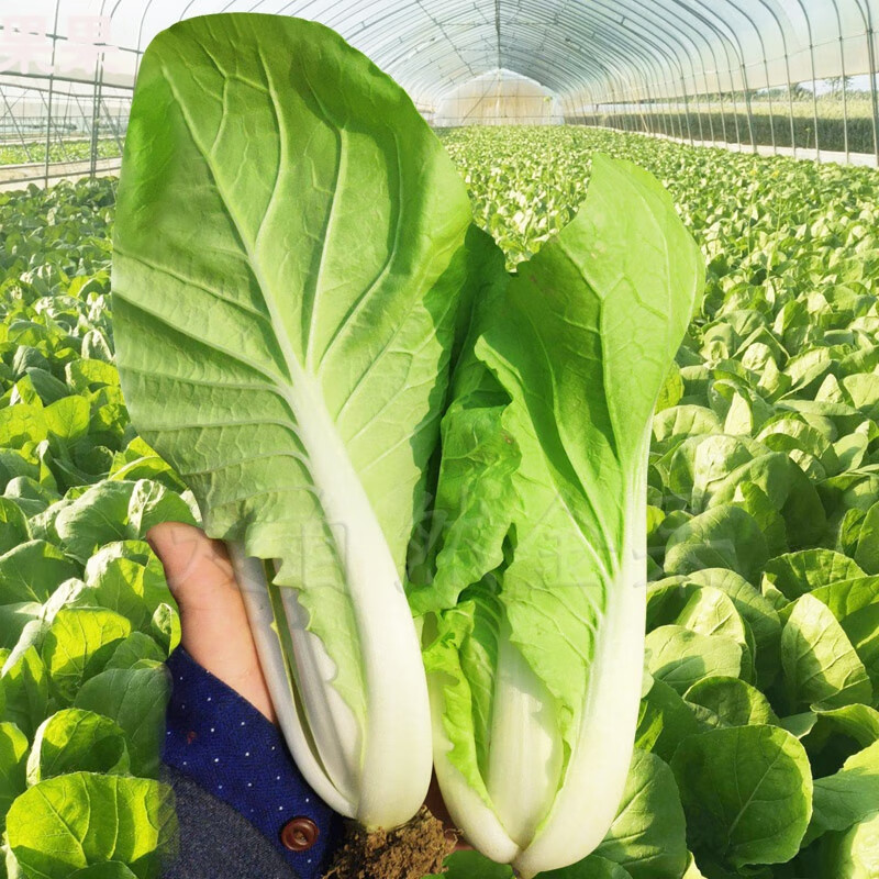 青帮小油菜种子上海青菜种籽青梗菜春夏秋冬四季阳台盆栽蔬菜种孑 奶