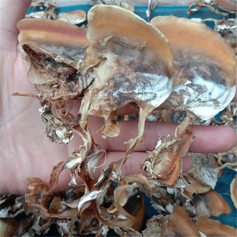新鲜农家晒干河蚌肉干 湖南邵阳土特产干贝壳肉河干货250g【图片 价格