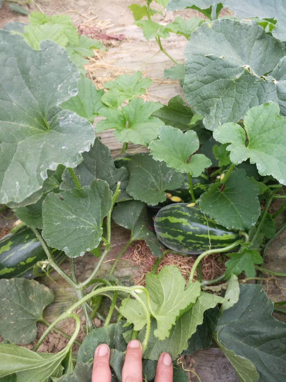 农家自种新鲜花皮梢瓜黑皮烧瓜酥瓜5斤装 京东团建新年送礼生鲜