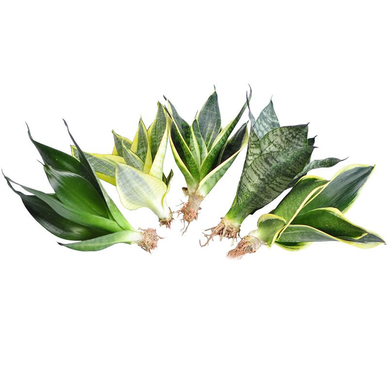 室内吸甲醛净化空气大金边荷花哈尼虎尾兰裸苗盆栽绿植 黑金刚【3颗】