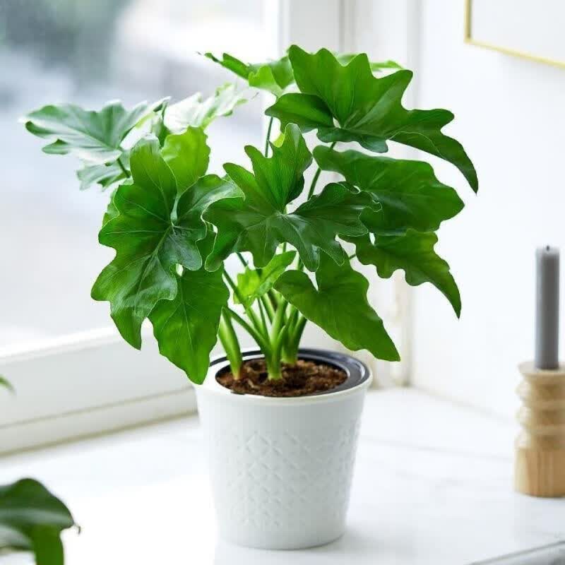 米囹春羽春雨盆栽小天使绿植盆栽大叶室内花卉好养龟背竹水培植物花卉