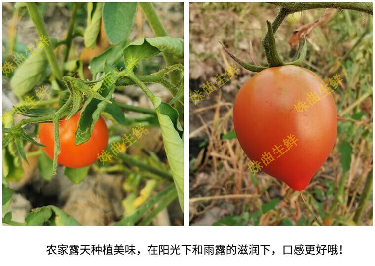 顺丰春桃柿子新鲜西红柿现摘小番茄圣女果水果3斤