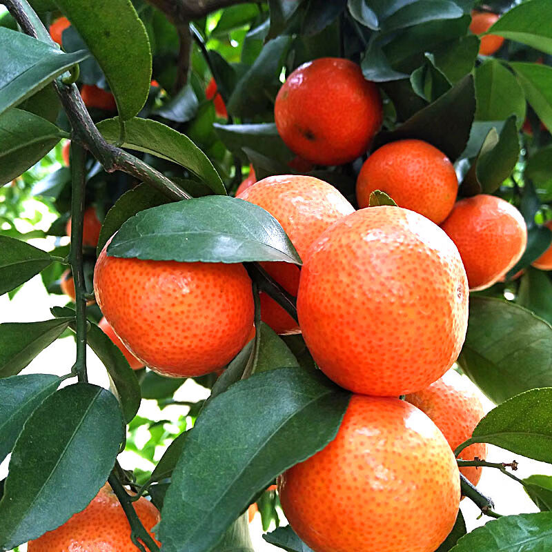 顺丰新鲜现摘现发砂糖橘沙糖桔无籽小桔子新鲜510斤应季水果不打蜡