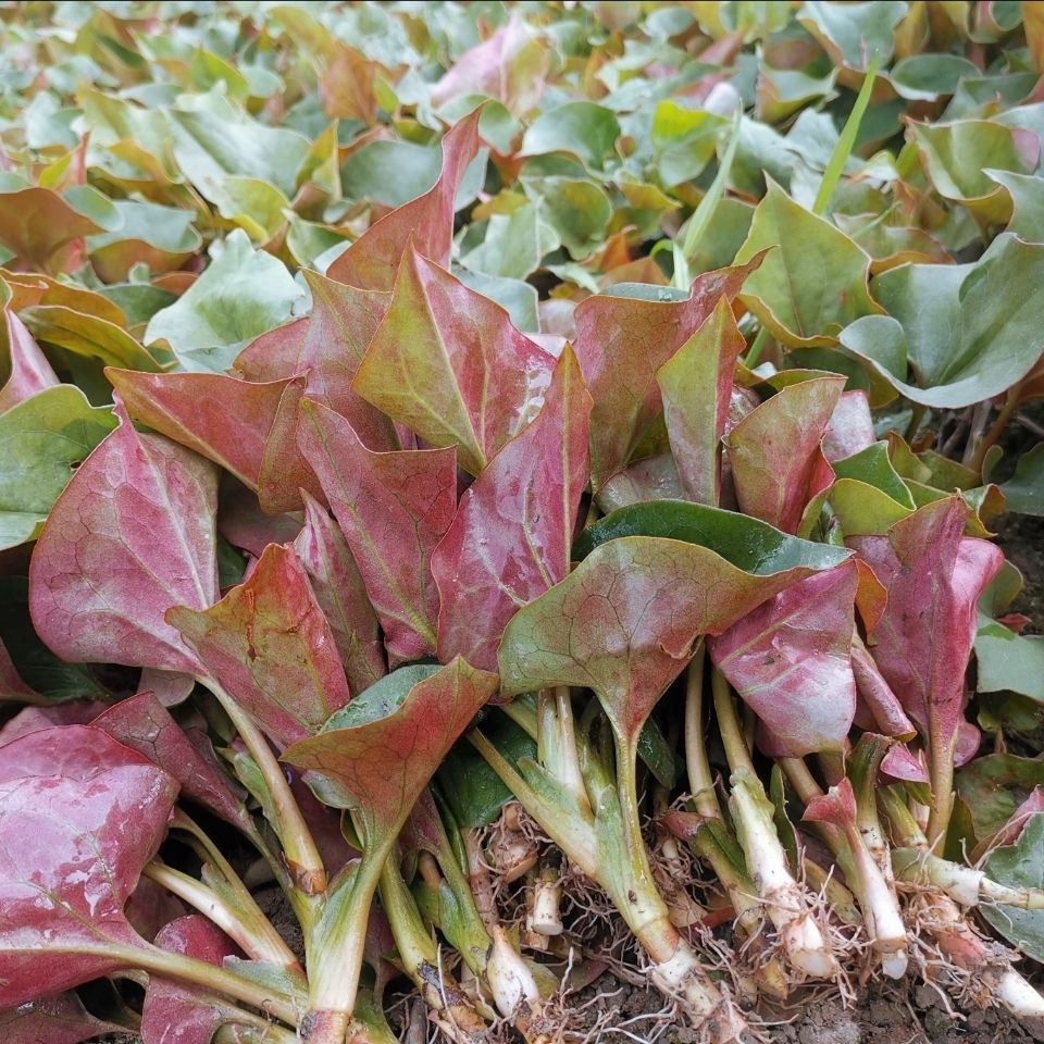 新鲜鱼腥草折耳根节节根嫩根嫩芽四川特色凉拌蔬菜猪鼻拱现挖现发 嫩