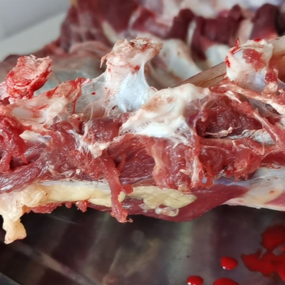 鸵鸟排骨新鲜鸵鸟排骨上等食材绿色健康酒店饭店食材10斤带料包