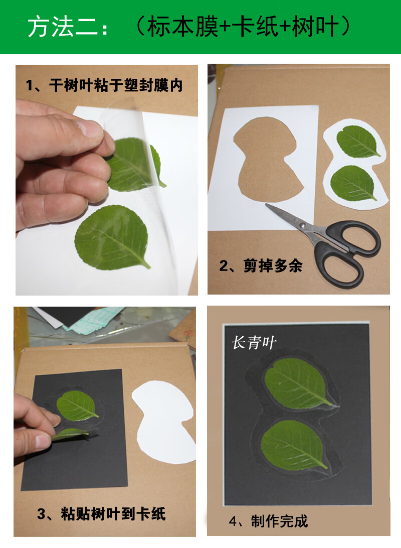 夏豹制作工具过塑胶膜树叶标本制作工具植物收集册透明a6奖状书签diy