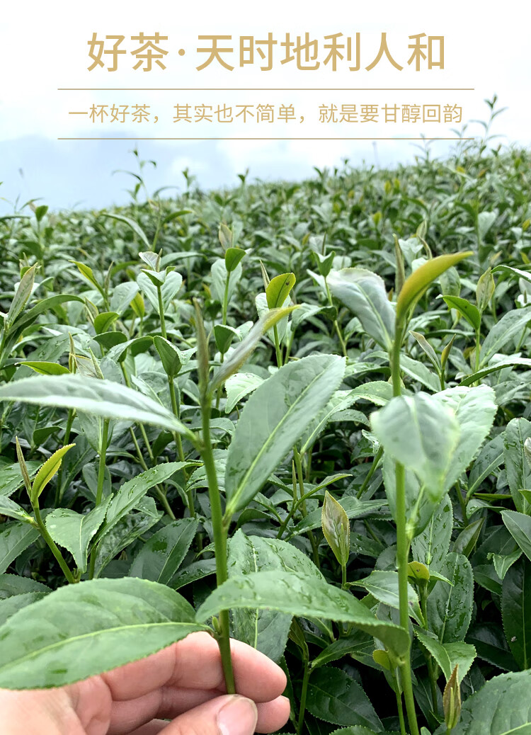 高山茶梨山茶果香高冷茶高山乌龙茶冬茶冷泡茶叶150g一迭一共300克