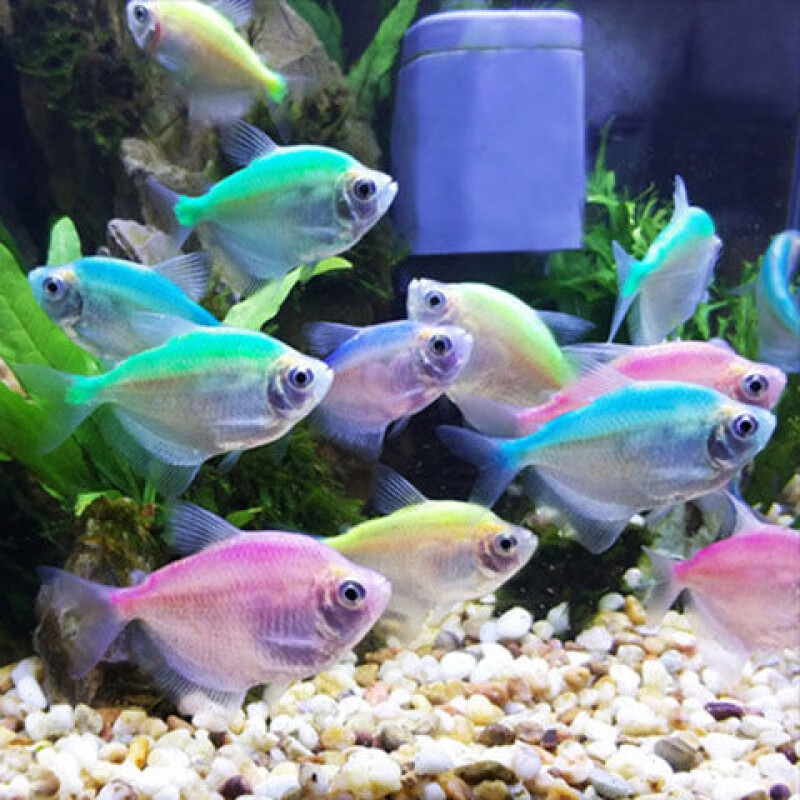 【京东推荐】热带鱼观赏彩裙鱼七彩活体小型群游灯鱼神仙鱼清道夫黑裙