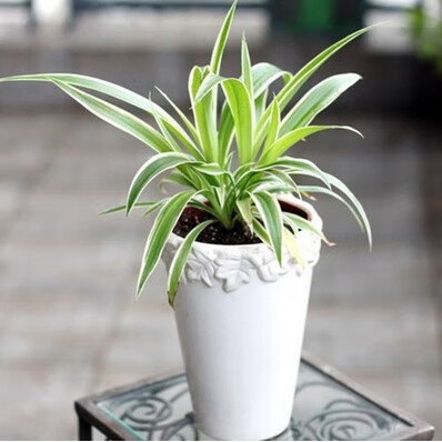 金边金心青叶吊兰吊篮盆栽植物花卉见土就活 金边常青藤一盆8颗左右