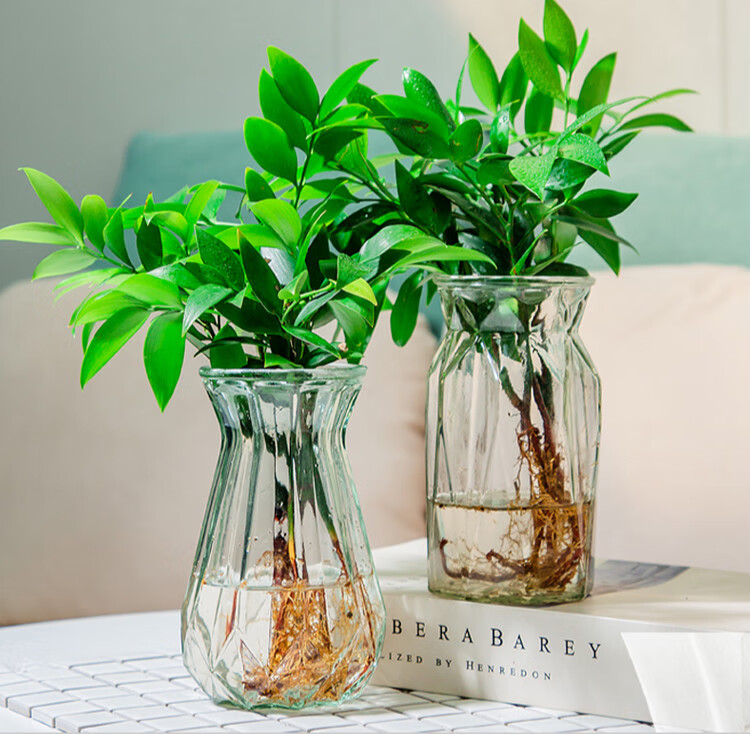 初石 水培竹柏水培植物竹柏室内客厅桌面绿植花卉盆栽 20cm 竹柏8棵