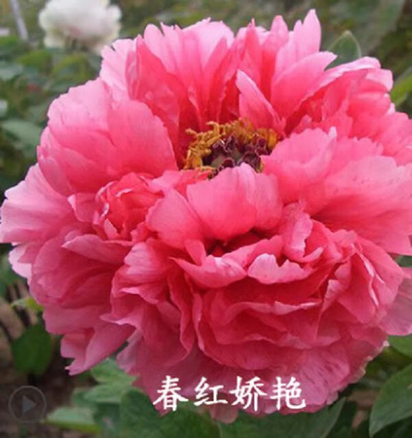 年宵花洛阳菏泽牡丹盆栽鲜花过年开花带花苞发货过年礼品桃红飞翠含盆