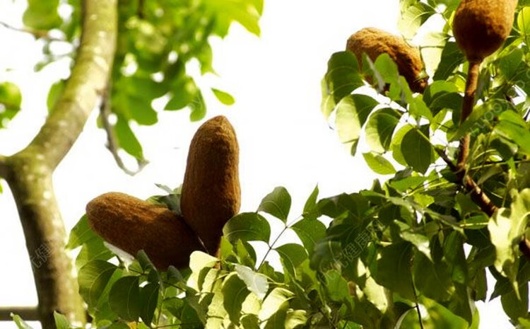 向天果仁向天果特级纯新鲜正宗天然果仁500g