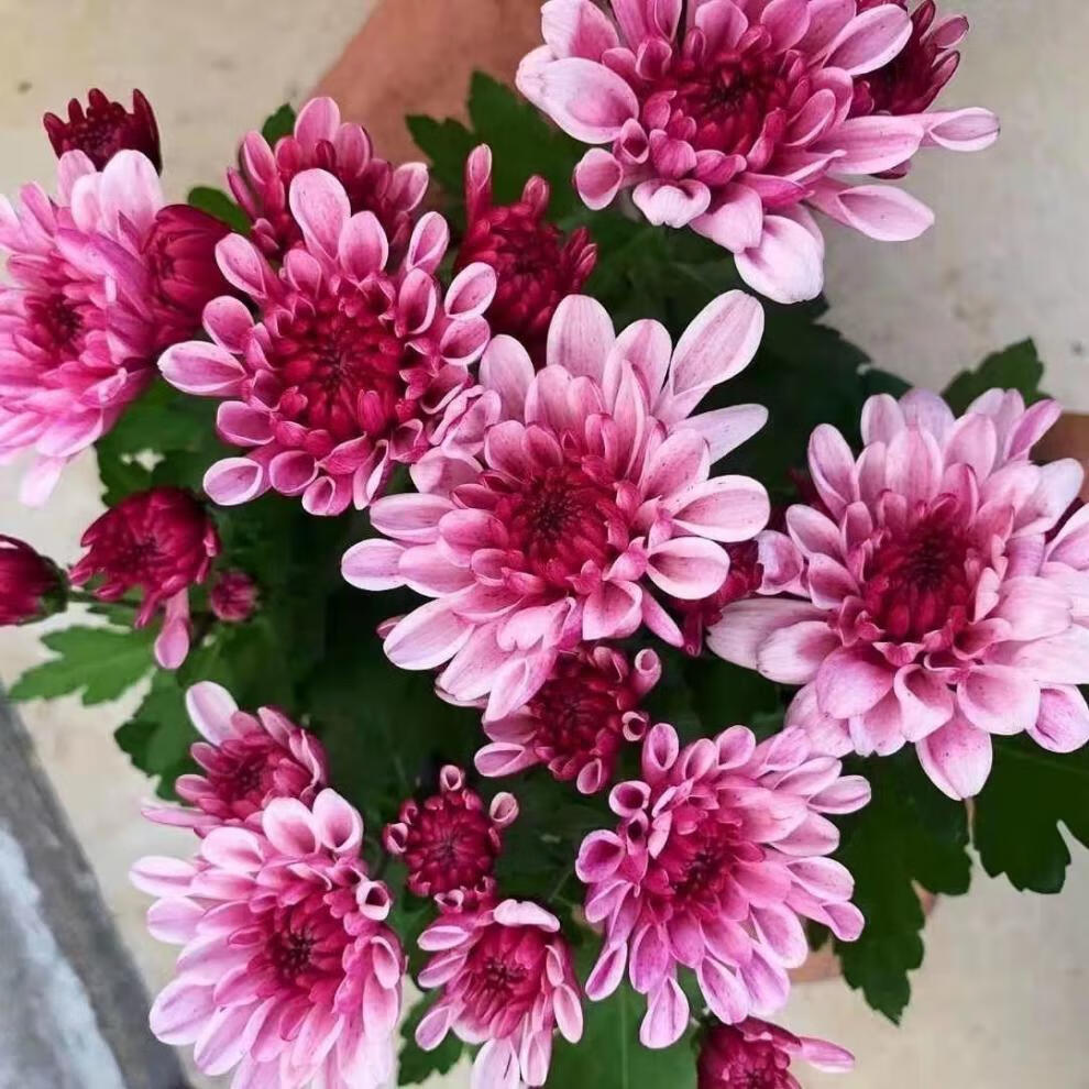 盆栽室内花卉多年生耐寒耐热四季植物开花 【款】中国红荷兰菊带花苞