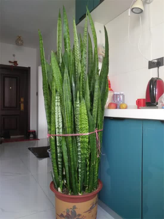 虎皮兰盆栽绿植青皮高叶去植物稀有高大型银脉虎尾兰花盆景 秋颖 10棵