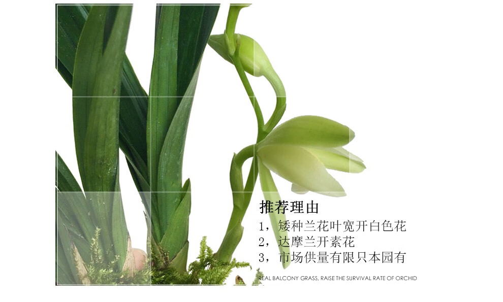 刘阁兰花苗矮种建兰青叶灵素达摩夏带花苞出售室内外花卉苗木草灵素