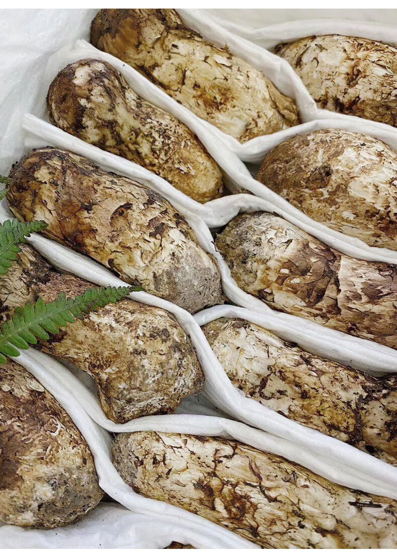 四川甘孜藏区特产新鲜松茸菌 正宗食用野生菌小金菌菇不开伞出口级