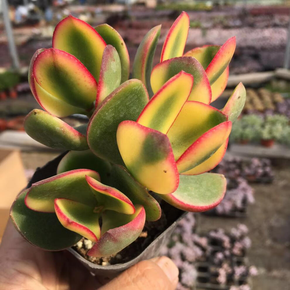 新花月锦状态多肉自然出锦盆栽花卉绿植植物新花月锦粗杆子老桩群生五