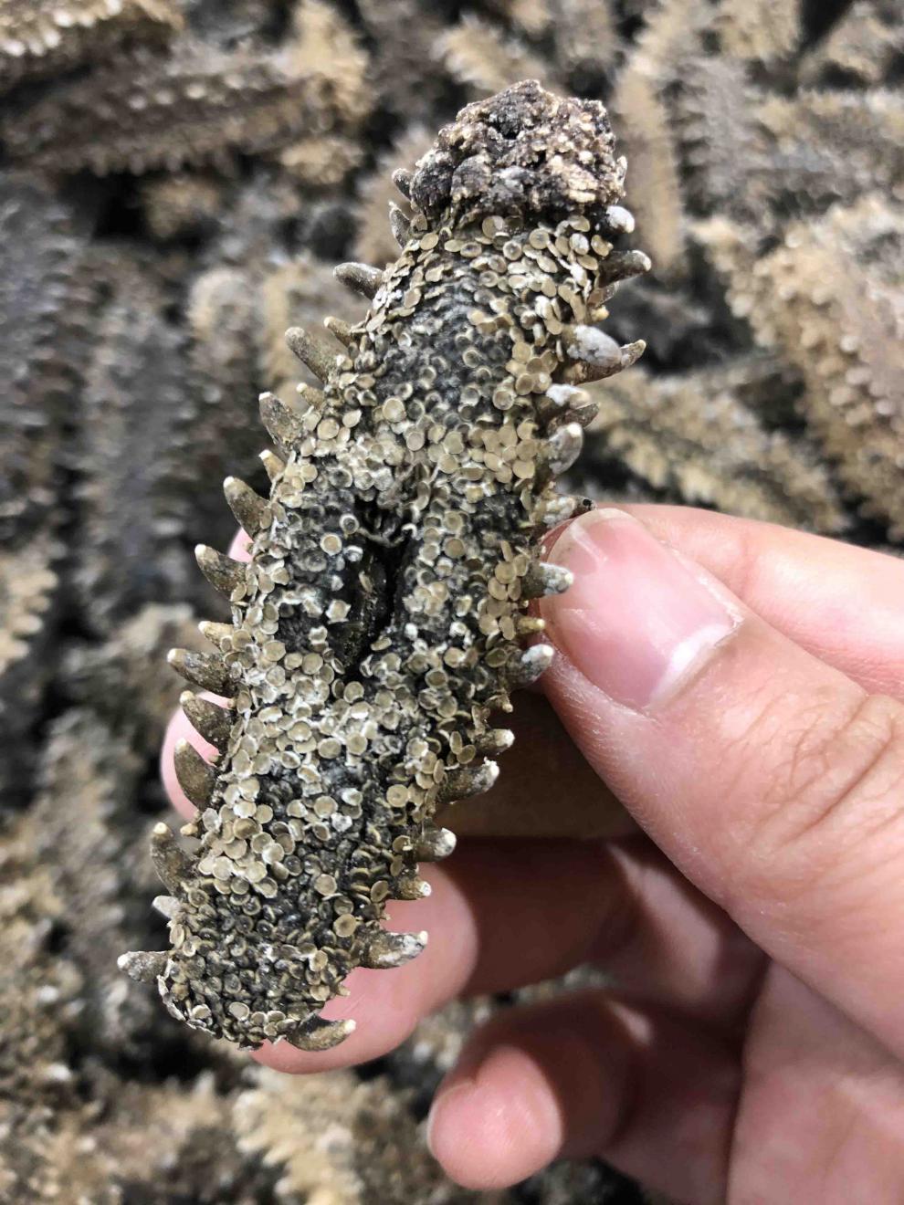 五折 特选日本北海道关东海参干货六排刺纯淡干俄罗斯红参大连 500g特