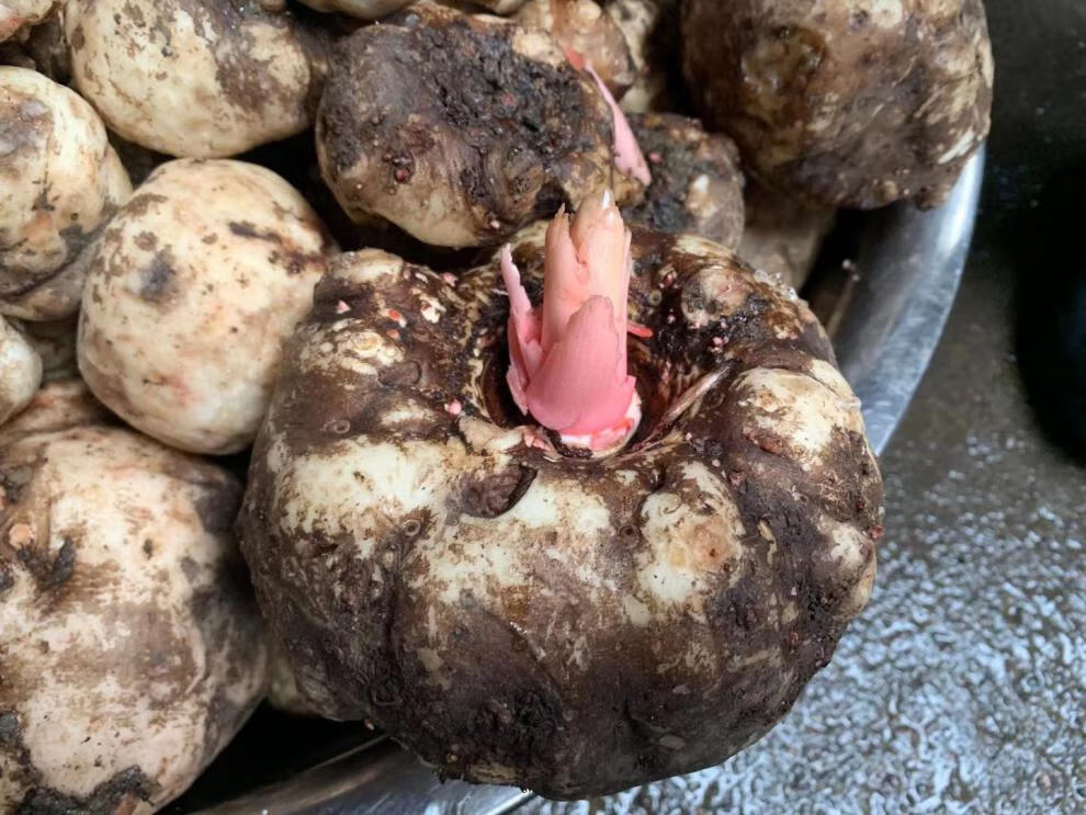 四川巴中特产通江农家手工自制鲜魔芋豆腐活灰菜500g