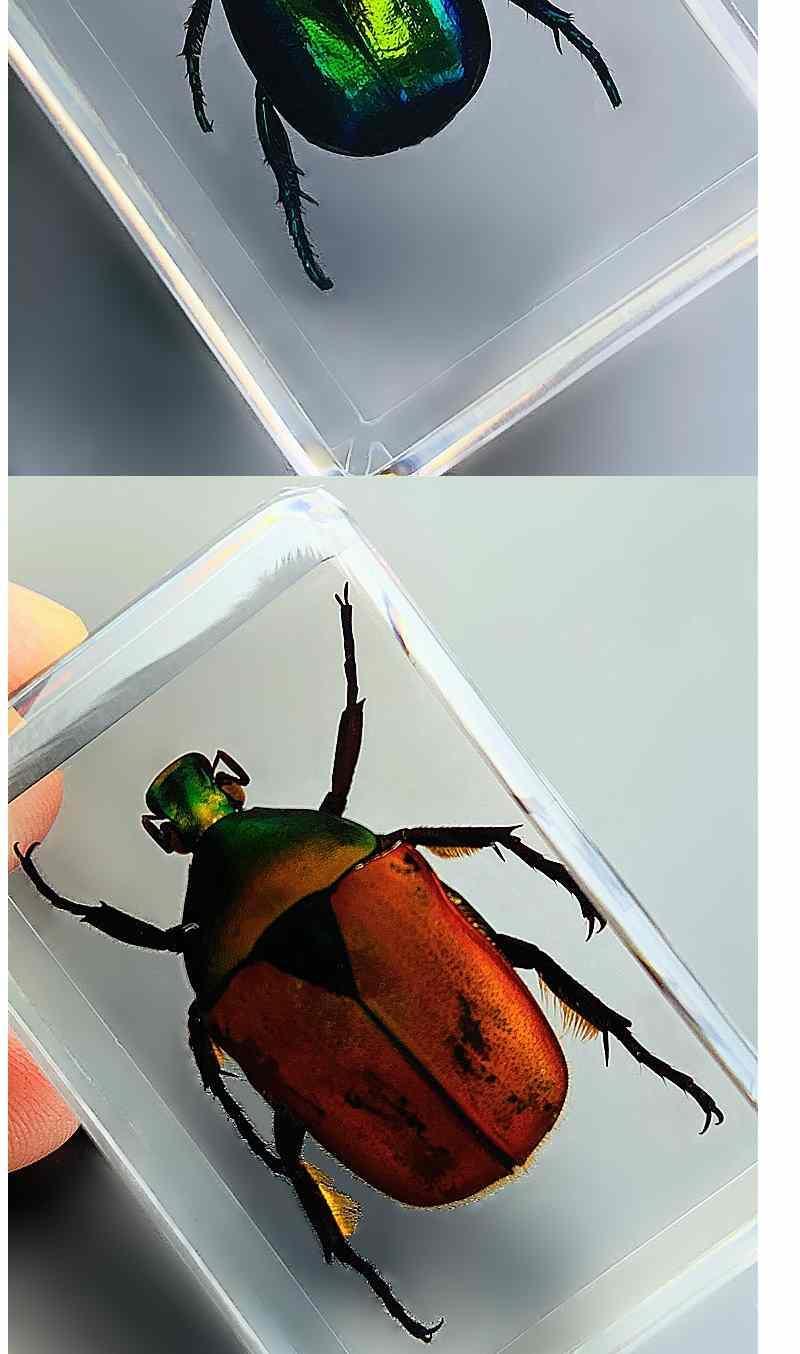 天然昆虫标本树脂海洋动物树脂标本独角仙金龟子螃蟹真虫幼儿园 亮丽