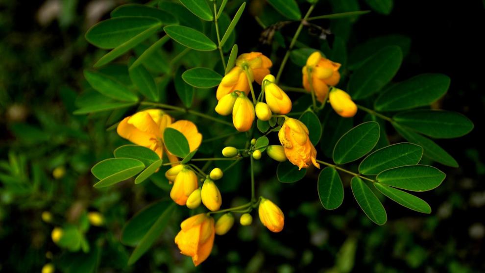 黃花槐種子金鳳樹豆槐黃槐種籽優良園林綠化樹種雙莢槐紅花槐種子昂景