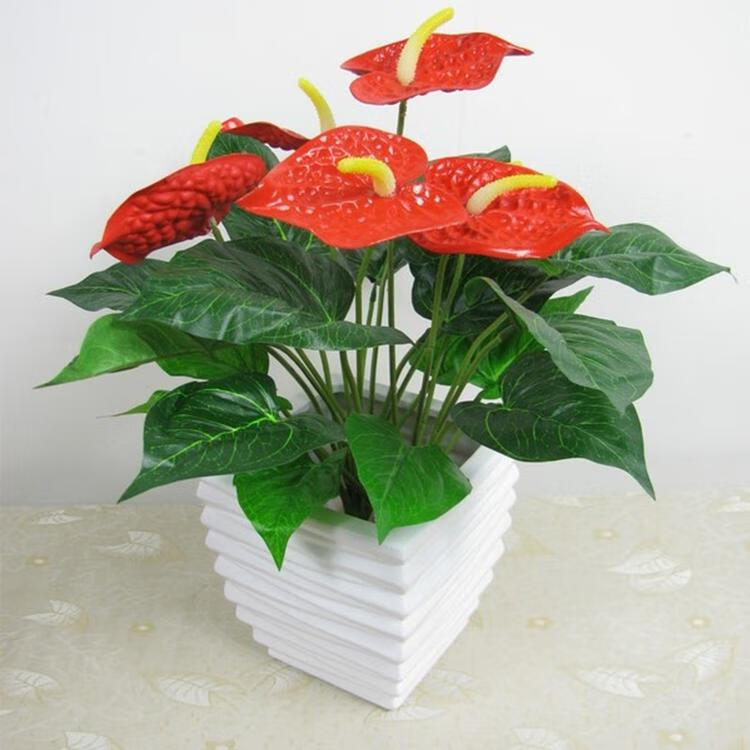 绿植室内办公室花盆树苗客厅水培迷你植物小株红掌1盆约23个掌不含盆