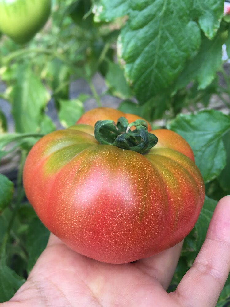 草莓柿子大连旅顺特产自然熟孕妇生吃水果绿腚西红柿碱地铁皮柿子3斤