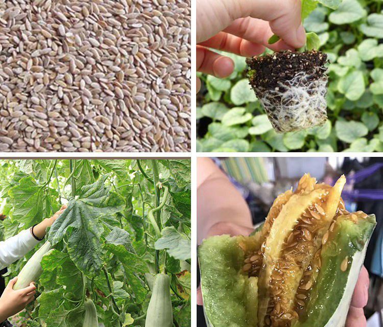 春枝韵羊角蜜甜瓜种子农田菜园甜酥脆肉厚羊角蜜甜瓜籽水果甜瓜种子