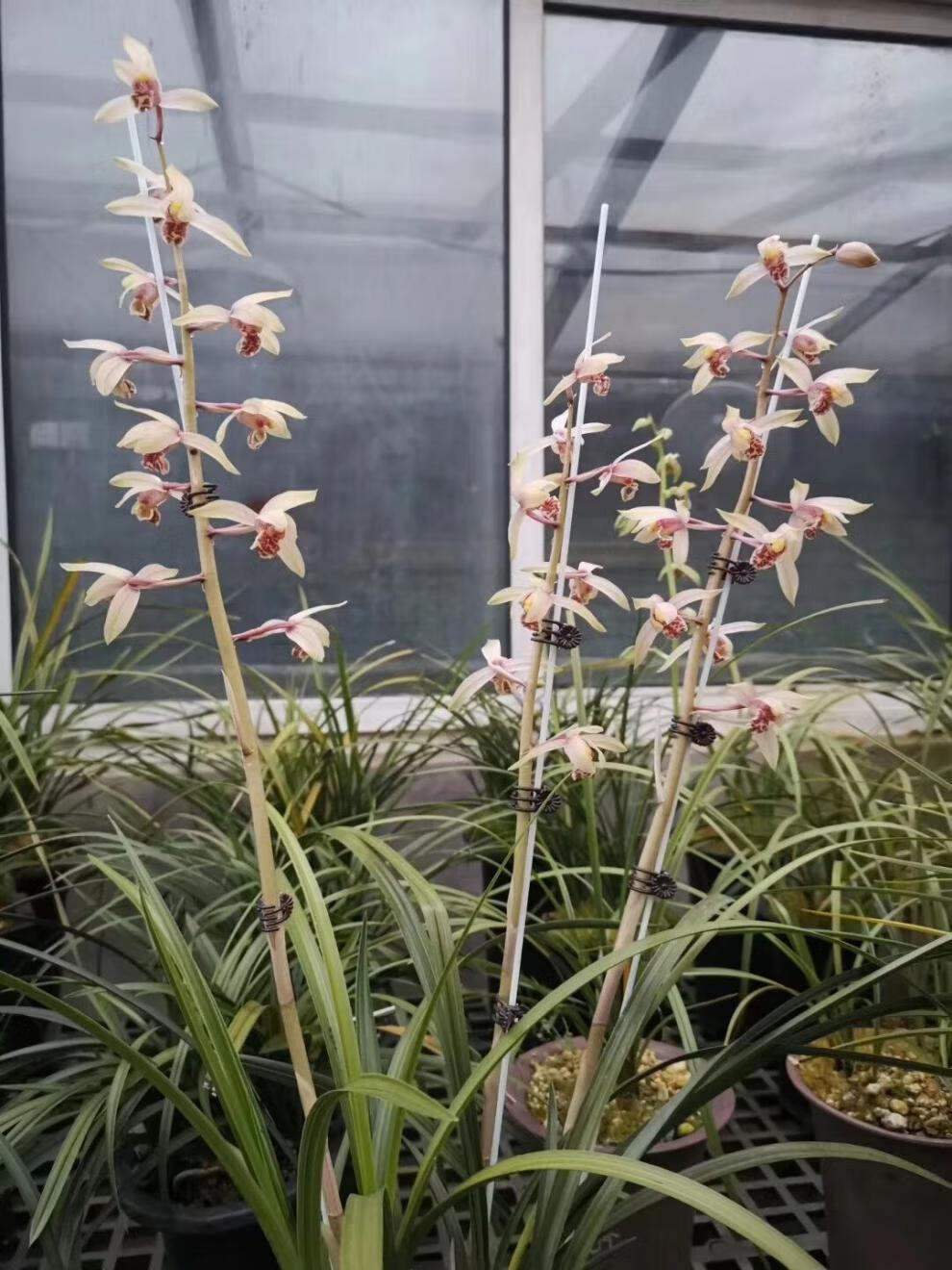 兰花苗客厅花卉阳台盆栽浓香老种兰花 蕙兰【太白】 组培3苗 裸根不