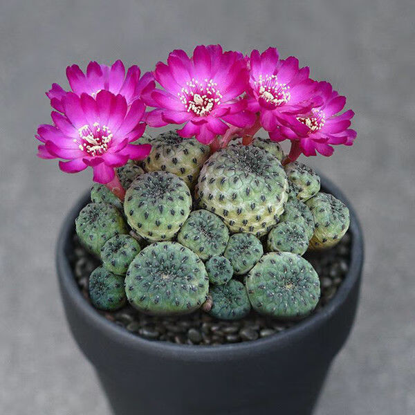 实生开花仙人球毛花柱彩草飞碟丽花卉盆栽大花品种仙人球盆栽开花锦丸