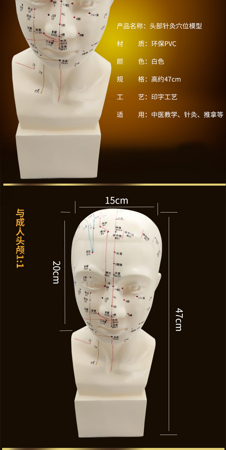 骏航头部穴位模型中医用人体经络图教学大头部四功能针灸腧穴模型