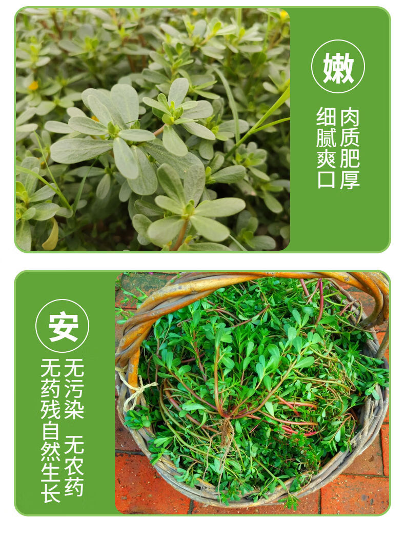 马齿苋新鲜马蜂菜马齿菜马芷苋马齿笕野菜马生菜和马齿苋干3斤新鲜