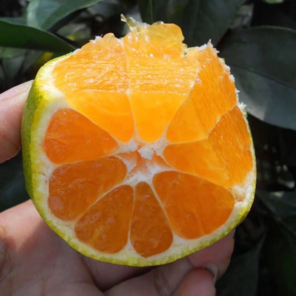 云南新鲜特早蜜桔孕妇酸绿皮橘子青黄皮现摘桔子应季水果510斤现摘现