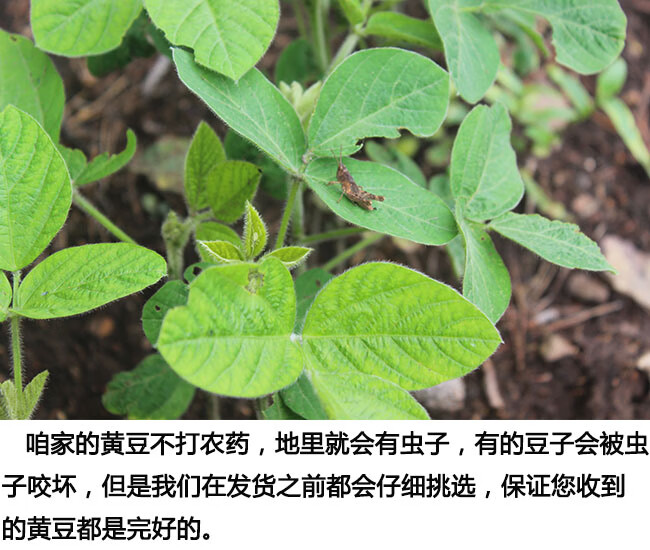 东北农家自种极小粒黄豆生豆芽纳豆专用出芽率98新货5斤