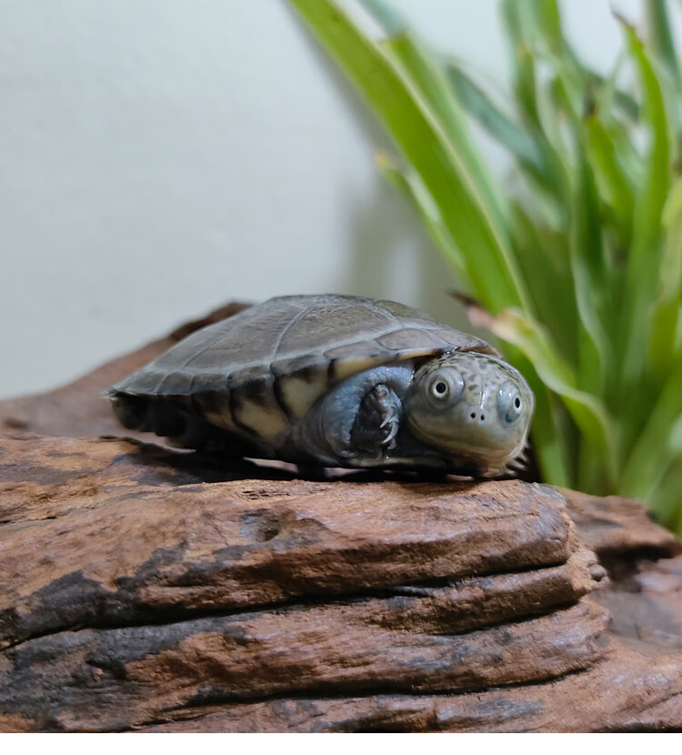 cmcm西非侧颈龟沼泽侧颈龟棱背东非深水长颈热带观赏龟 沼泽苗2~3cm