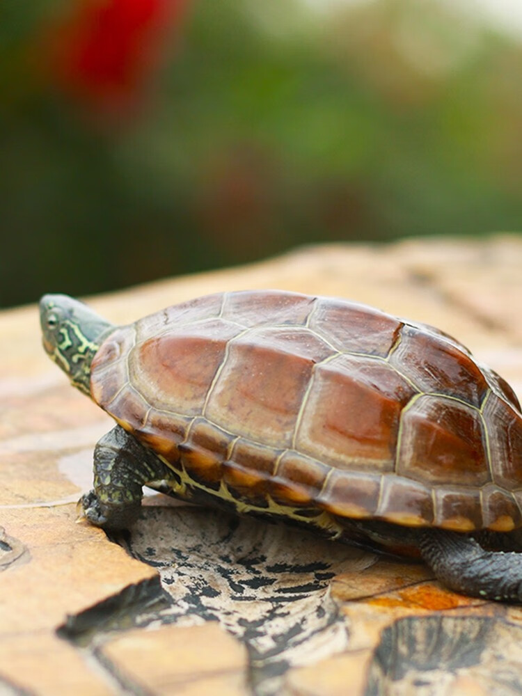 特大中华龟活体龟乌龟水龟宠物龟吃菜龟活物长寿龟oloey 黑珍珠 5.