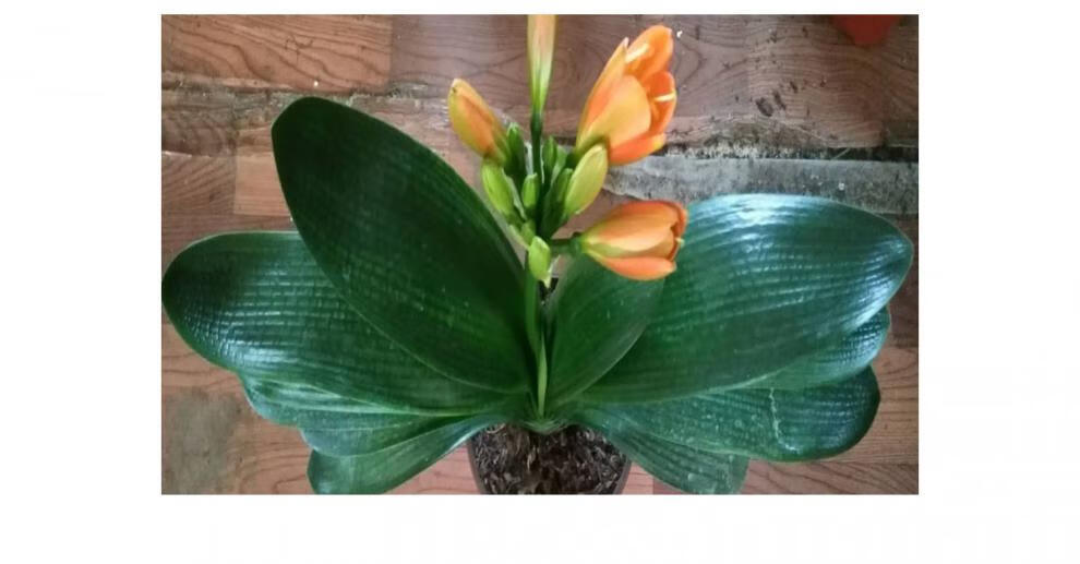 鞍山精品君子兰黄技师带盆栽好四季观花绿植物室内精品 黄技师四年10