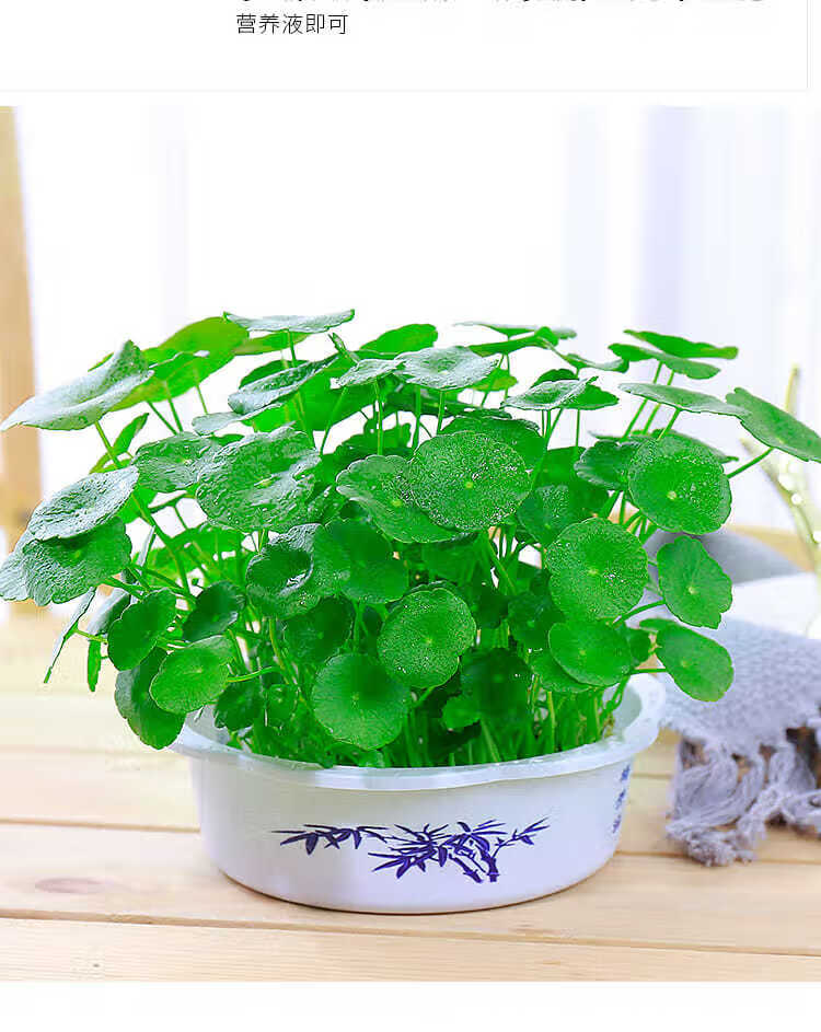 铜钱草水培植物室内盆栽客厅桌面金钱草水养植物好养花卉绿植盆栽b款