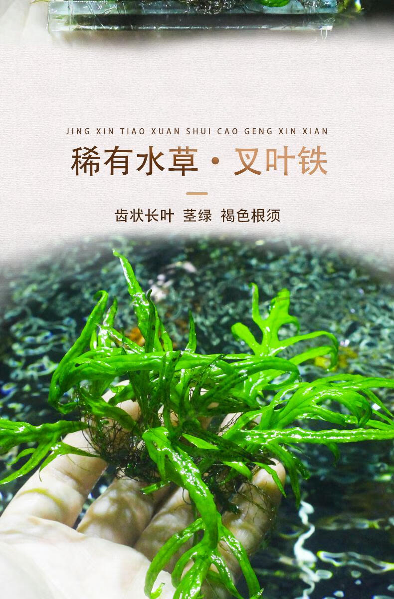 黑木蕨水草水下叶水草黑木蕨丹麦细叶铁皇冠菲律宾铁青木蕨水草缸造景阴性草 黑木蕨 5丛约0片叶 图片价格品牌报价 京东