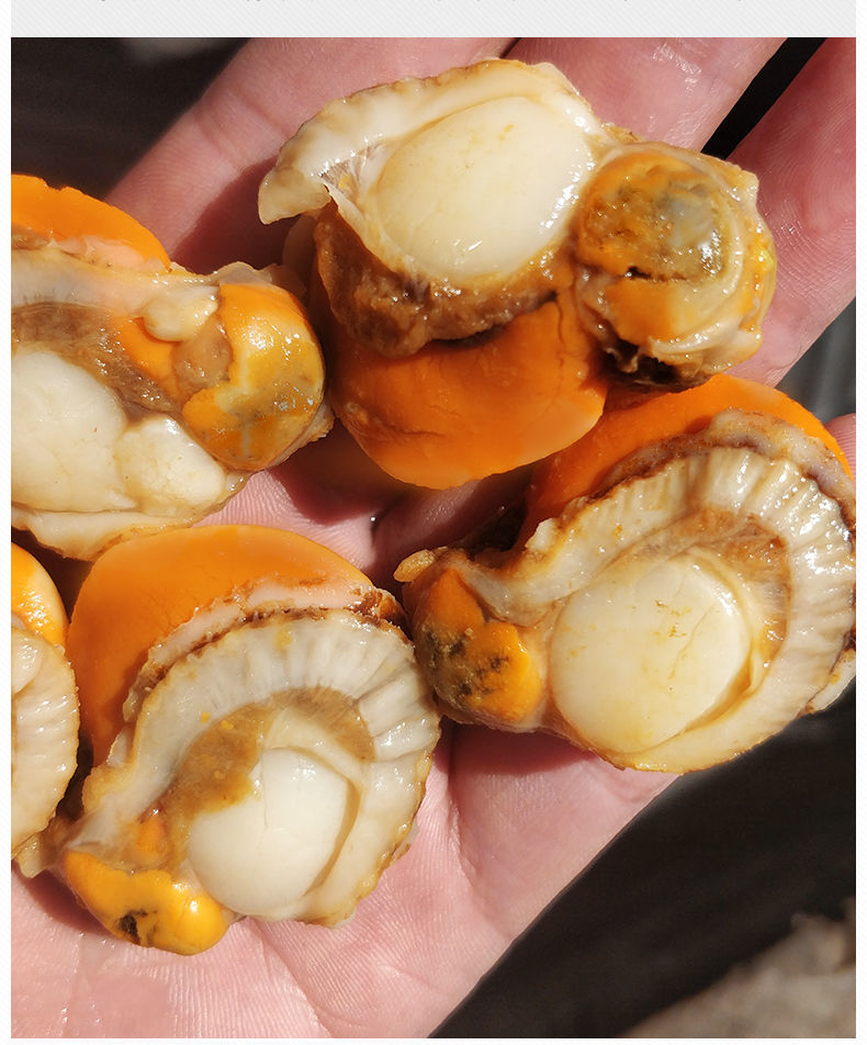 新鲜扇贝肉带黄超大速冻去壳红贝海鲜水产惟纳德带黄大个扇贝肉尝鲜装