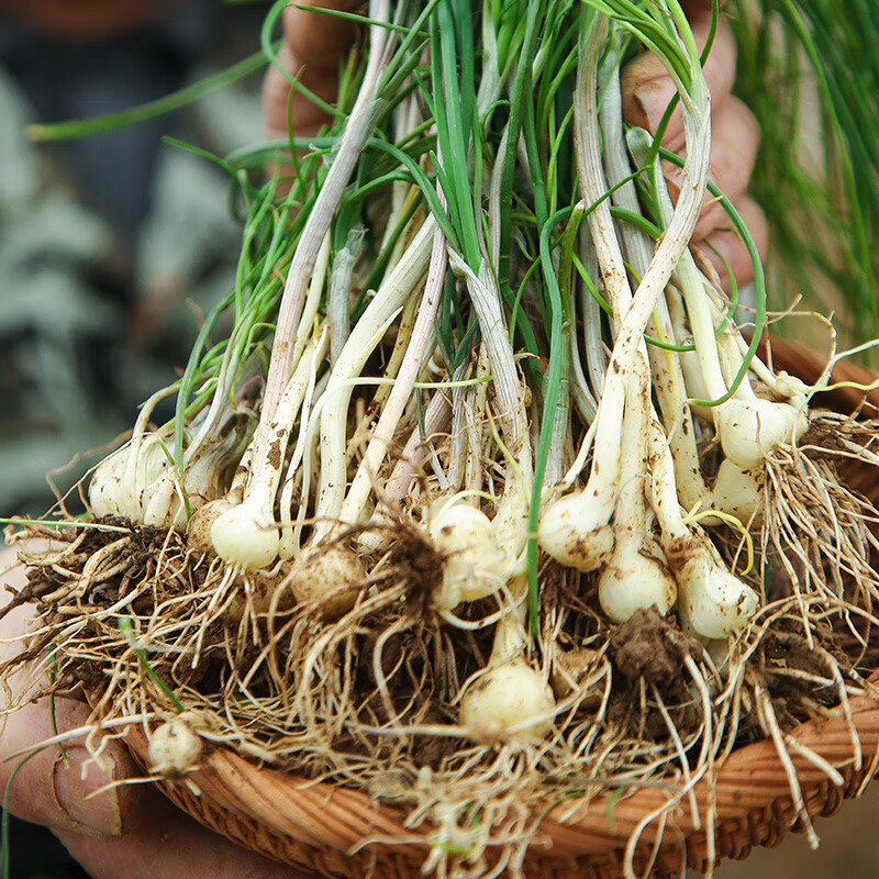 預售預售湖南新鮮野蔥野菜深山現挖小根蒜胡蔥蔥百香蔥野菜苦藠頭薤白