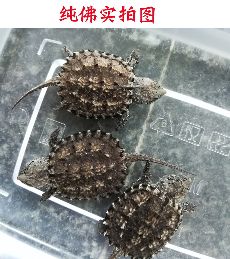 乌龟活体杂佛北美鳄龟龟活体宠物水龟纯佛鳄龟活物北美小鳄龟原种爆刺