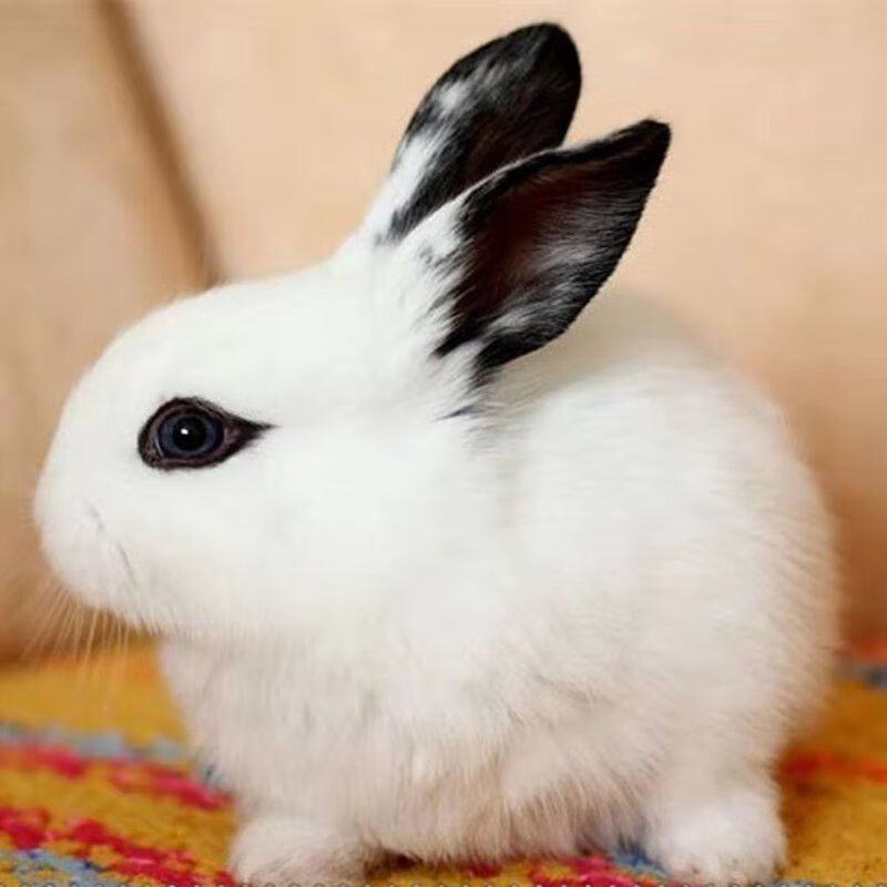 【京选推荐】小兔子活侏儒小兔迷你长不大小型公主熊猫垂耳小兔小白兔
