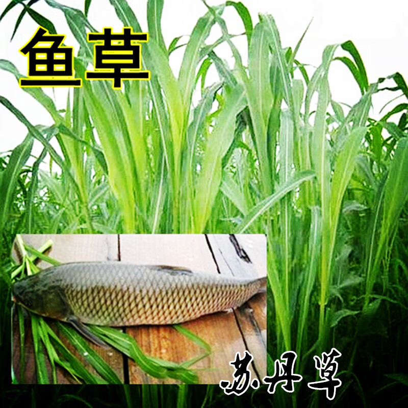 xbpgd 苏丹草种子批发 鱼草籽种子渔草籽喂鱼的草高产苏丹草牧草 进口
