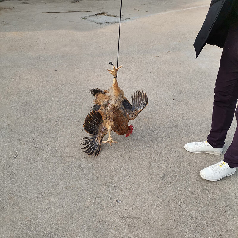 神器抓鸡神器养殖场不锈钢捉鸡勾户外捉捕抓鸡鸭鹅工具抓鸡脚捉鸡神器