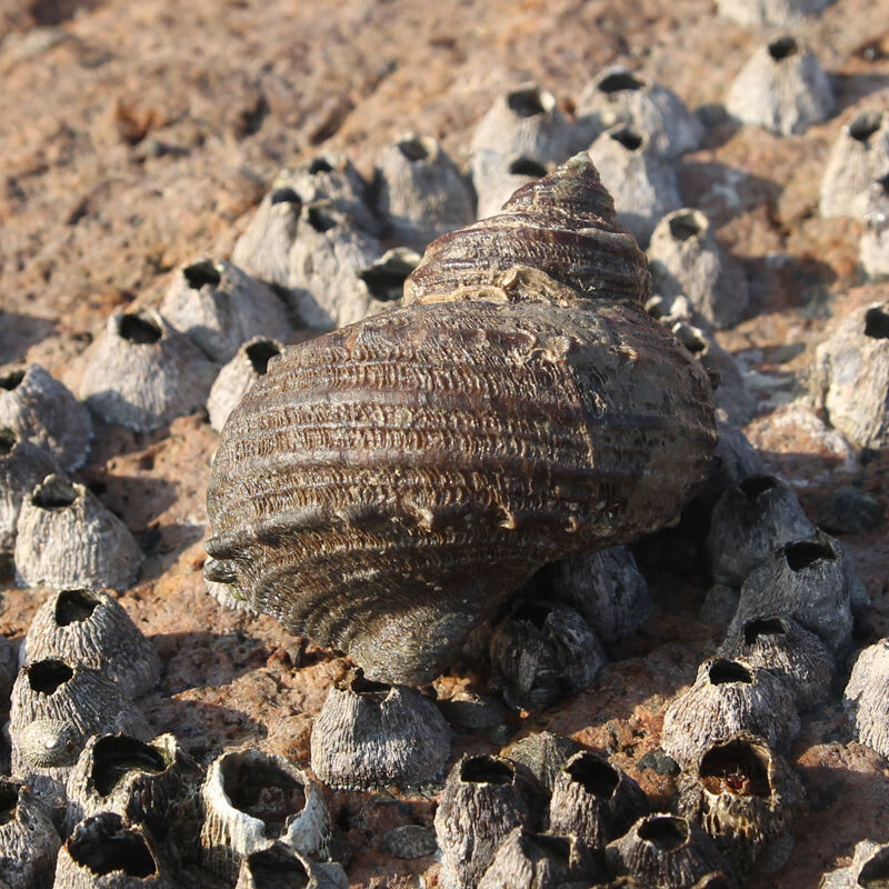 舟山特产野生鲜活蝾螺海螺石头螺海捕海鲜活体半斤螺无沙500g 舟山